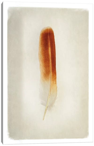 Feather II in Color Canvas Art Print - Feather Art