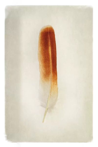 Feathers: Feather II in Color by Debra Van Swearingen