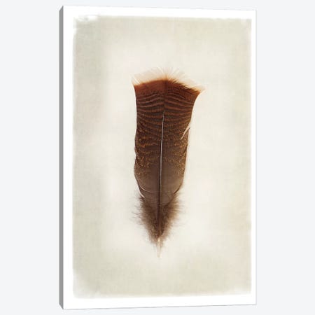 Feather III in Color Canvas Print #WAC4893} by Debra Van Swearingen Canvas Artwork