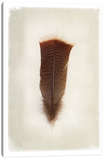 Feather III in Color Canvas Art Print