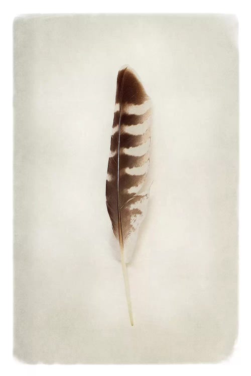 Feather IV in Color by Debra Van Swearingen wall art