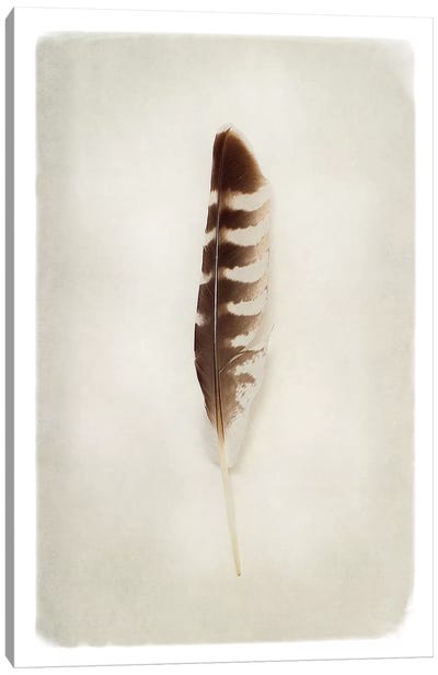 Feather IV in Color Canvas Art Print - Feather Art