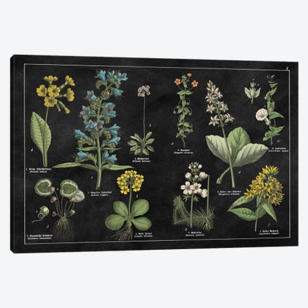 Botanical Floral Chart I Canvas Print #WAC4930} by Wild Apple Portfolio Canvas Art Print