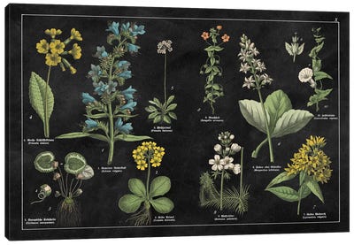 Botanical Floral Chart I Canvas Art Print - Farmhouse Kitchen Art