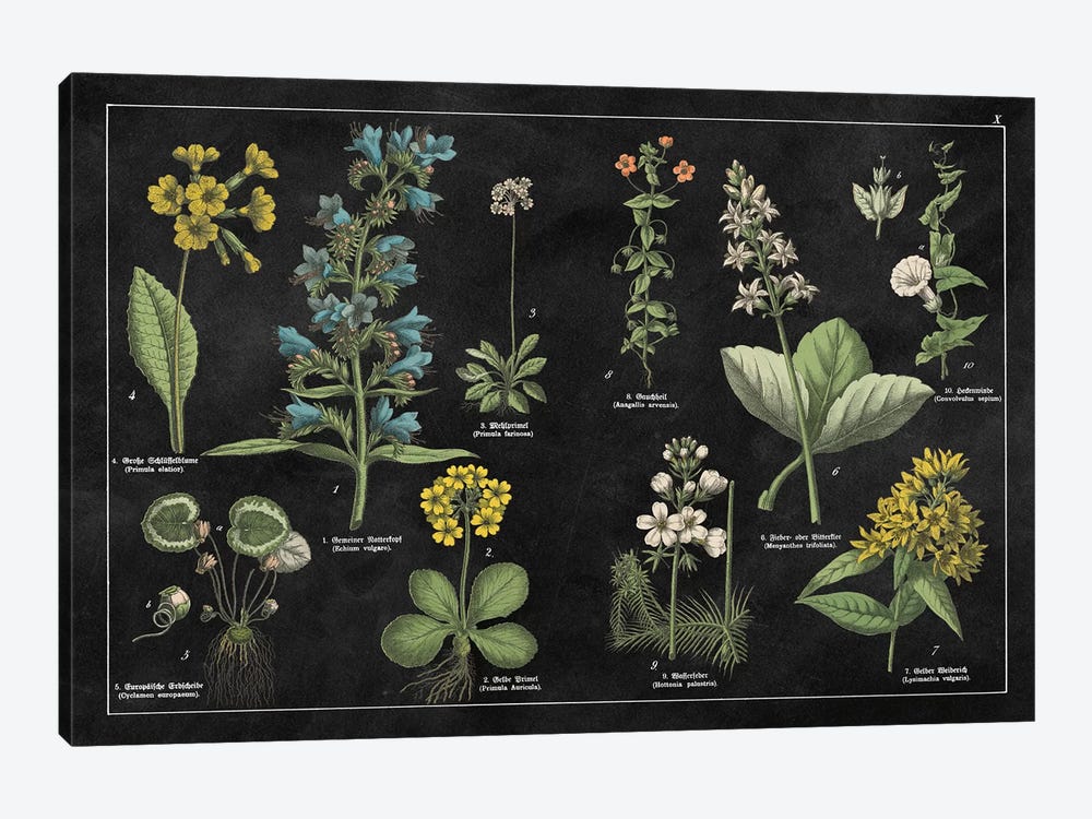 Botanical Floral Chart I by Wild Apple Portfolio 1-piece Canvas Art Print