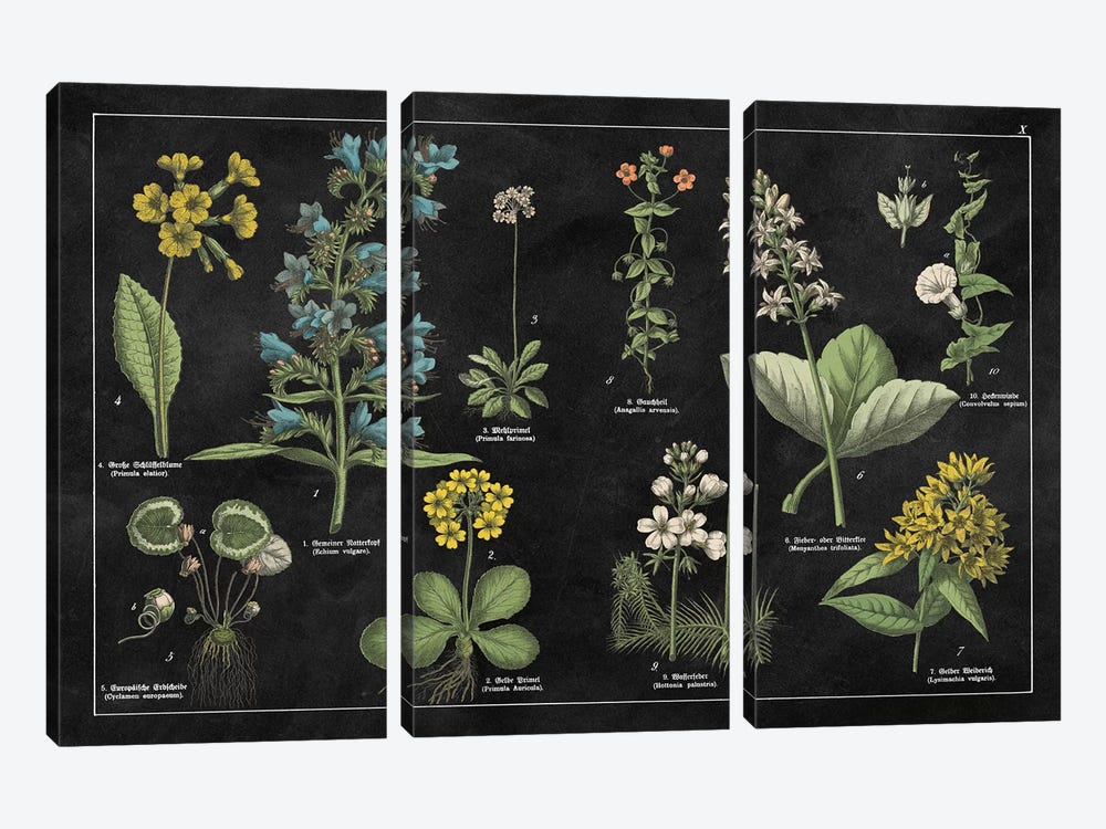 Botanical Floral Chart I by Wild Apple Portfolio 3-piece Canvas Print