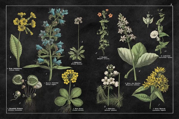 Modern Farmhouse Décor: Botanical Floral Chart I by Wild Apple Portfolio