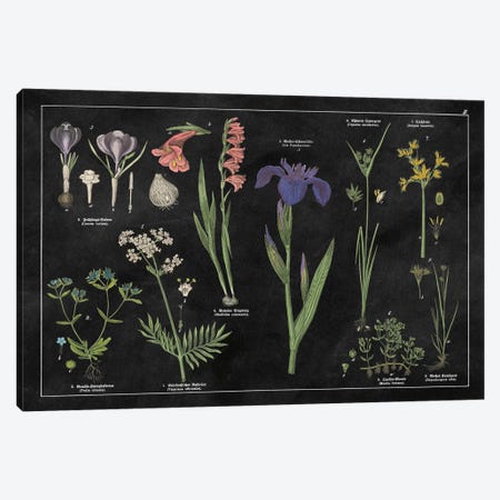 Botanical Floral Chart II Canvas Print #WAC4931} by Wild Apple Portfolio Art Print
