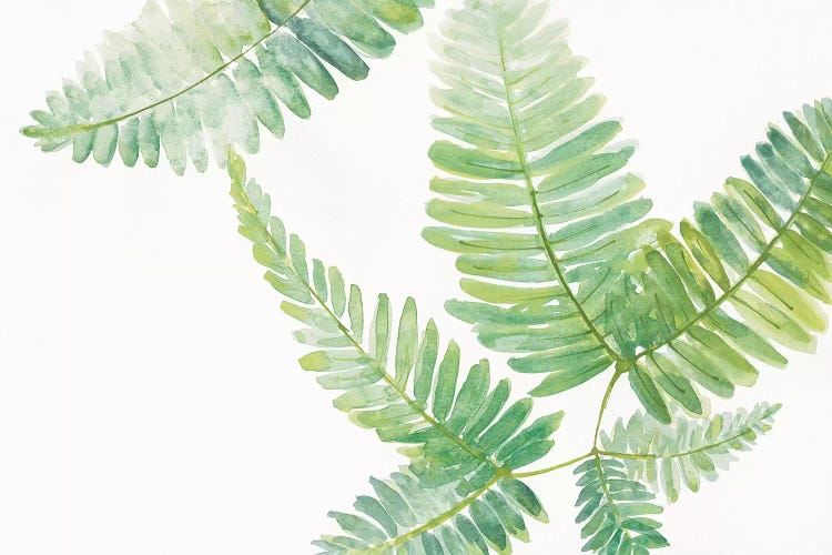Ferns II by Chris Paschke wall art