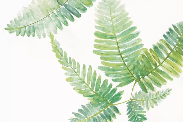 Ferns II