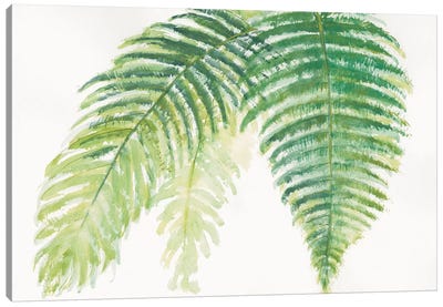 Ferns III Canvas Art Print - Green Leaves 