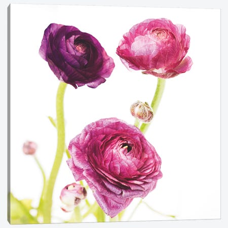 Spring Ranunculus I Canvas Print #WAC5006} by Laura Marshall Canvas Print