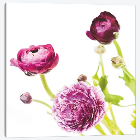 Spring Ranunculus II Canvas Print #WAC5007} by Laura Marshall Canvas Print