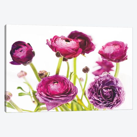 Spring Ranunculus III Canvas Print #WAC5008} by Laura Marshall Canvas Artwork