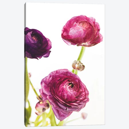 Spring Ranunculus V Canvas Print #WAC5010} by Laura Marshall Canvas Print