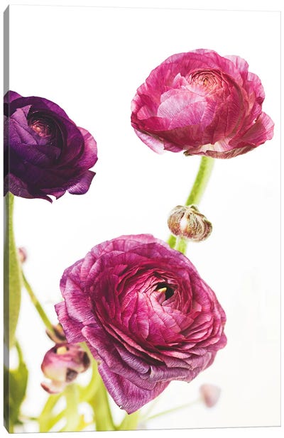 Spring Ranunculus V Canvas Art Print - Ranunculus Art