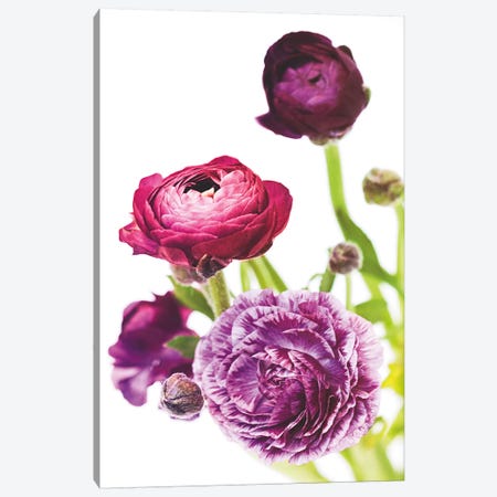 Spring Ranunculus VI Canvas Print #WAC5011} by Laura Marshall Canvas Print