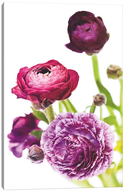 Spring Ranunculus VI Canvas Art Print - Floral Close-Ups