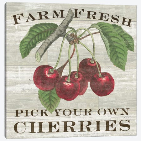 Farm Fresh Cherries Canvas Print #WAC5244} by Sue Schlabach Canvas Print