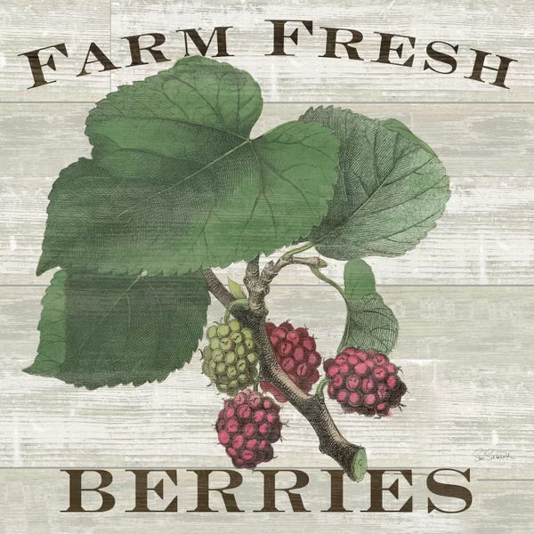Sue Schlabach: Farm Fresh Raspberries by Sue Schlabach