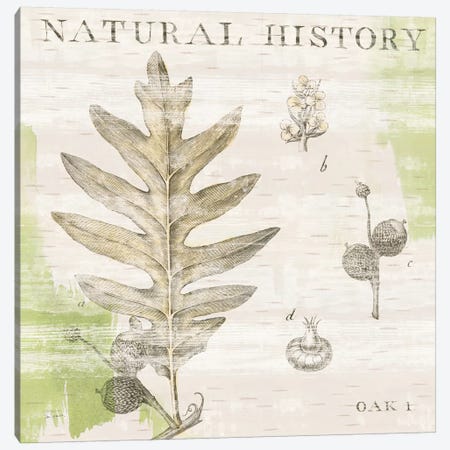 Natural History Oak I Canvas Print #WAC5261} by Sue Schlabach Canvas Wall Art