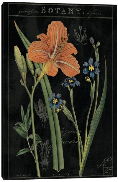 Vintage Flora II On Black Canvas Art Print - Lily Art