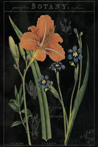 Botanical Illustrations: Vintage Flora II On Black by Sue Schlabach