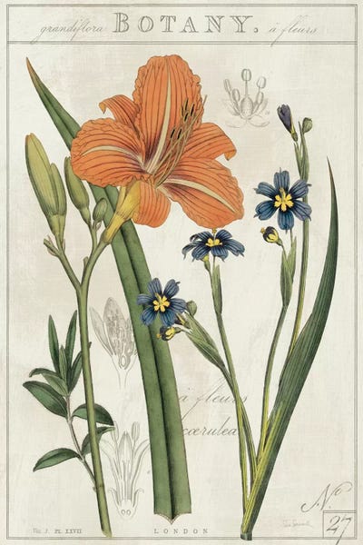 Lilies: Vintage Flora II On Ivory by Sue Schlabach