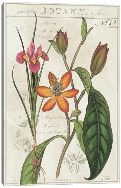 Vintage Flora III On Ivory Canvas Art Print - Irises