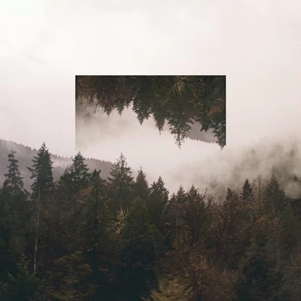 Evergreen Trees: Reflected Landscape I by Laura Marshall