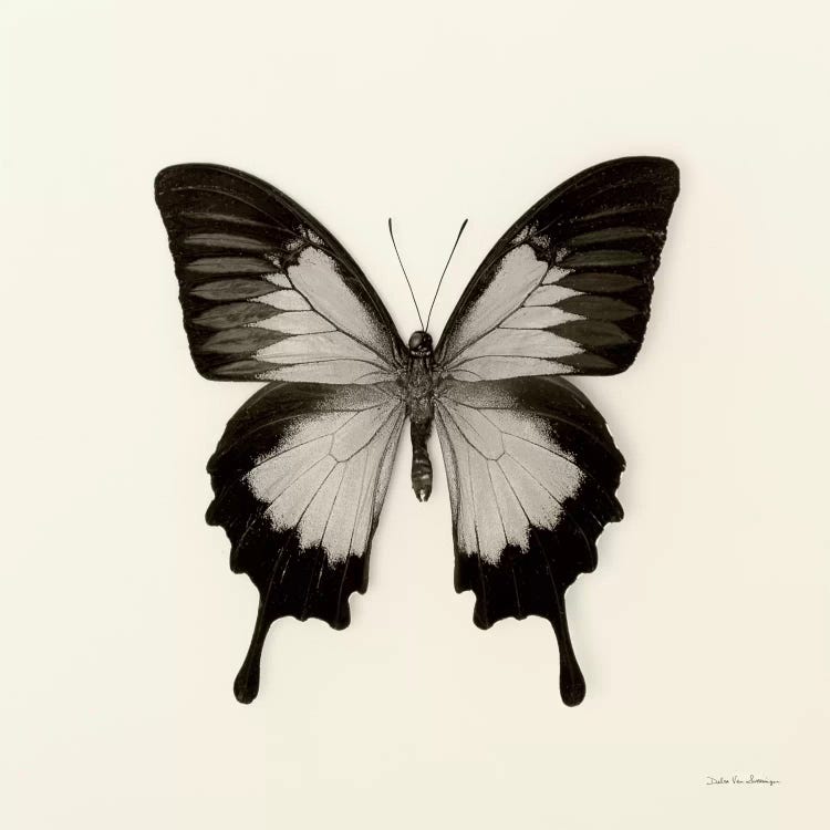 Butterfly III In B&W