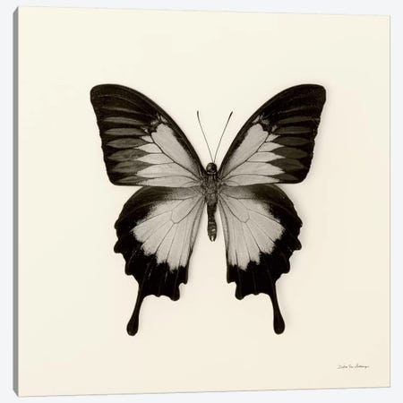 Butterfly III In B&W Canvas Print #WAC5457} by Debra Van Swearingen Canvas Wall Art