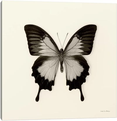 Butterfly III In B&W Canvas Art Print