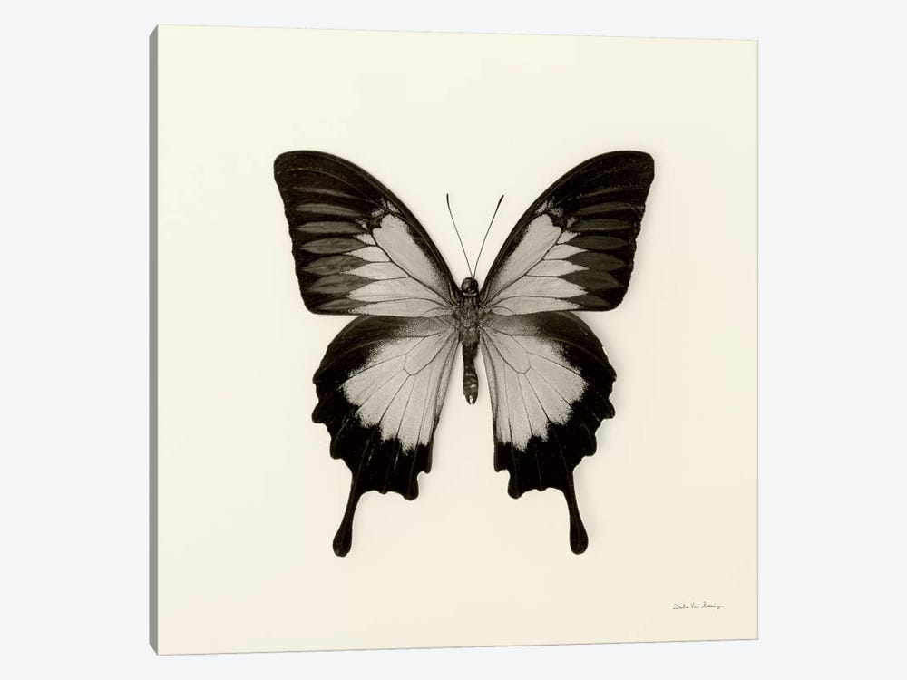 Butterfly III In B&W by Debra Van Swearingen 1-piece Art Print