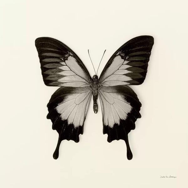 Butterfly III In B&W