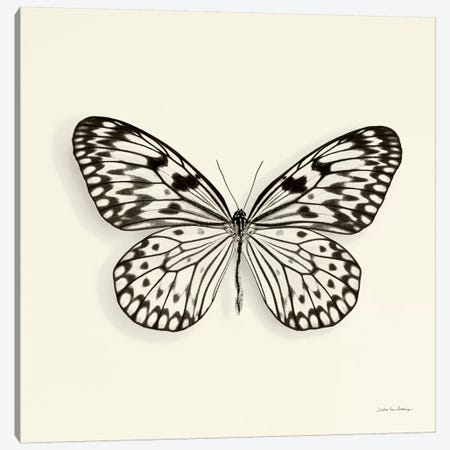 Butterfly V In B&W Canvas Print #WAC5459} by Debra Van Swearingen Canvas Print