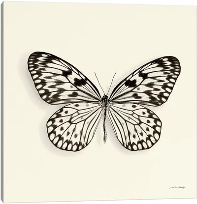Butterfly V In B&W Canvas Art Print - Debra Van Swearingen