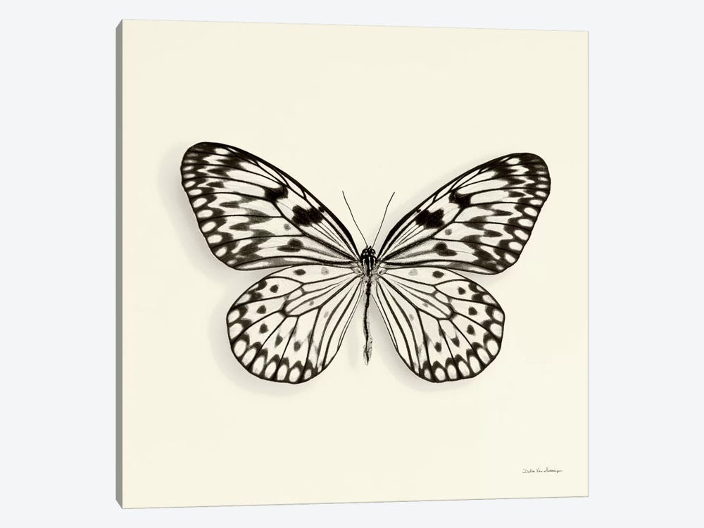 Butterfly V In B&W by Debra Van Swearingen 1-piece Canvas Print