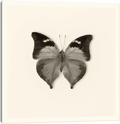 Butterfly VII In B&W Canvas Art Print