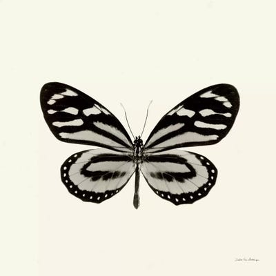 Butterfly VIII In B&W by Debra Van Swearingen framed wall art