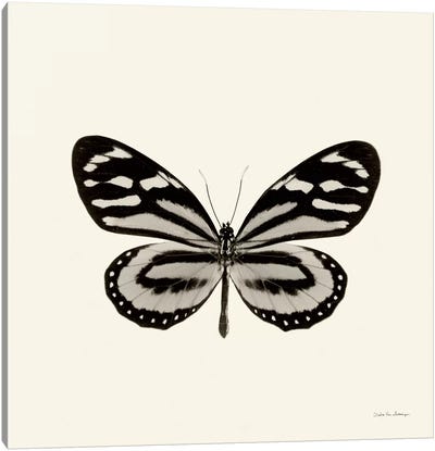 Butterfly VIII In B&W Canvas Art Print - Debra Van Swearingen