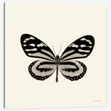 Butterfly VIII In B&W Canvas Print #WAC5462} by Debra Van Swearingen Canvas Artwork