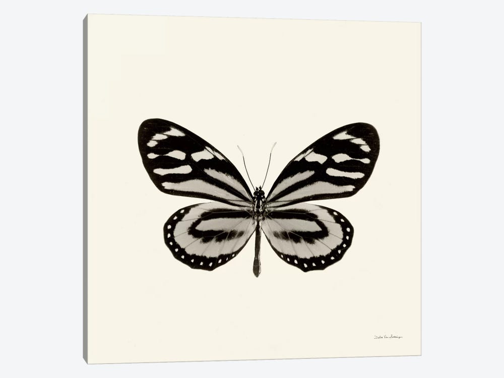 Butterfly VIII In B&W by Debra Van Swearingen 1-piece Canvas Print