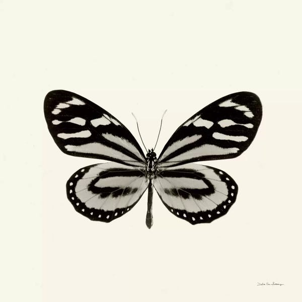 Butterfly VIII In B&W
