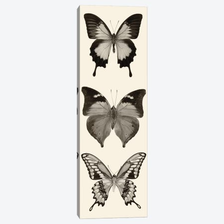 Butterfly Panel I In B&W Canvas Print #WAC5602} by Debra Van Swearingen Canvas Wall Art