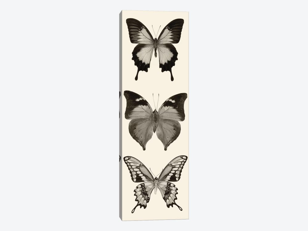 Butterfly Panel I In B&W by Debra Van Swearingen 1-piece Canvas Wall Art
