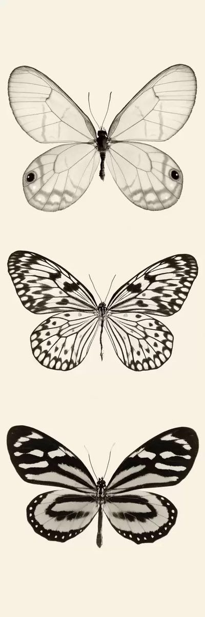 Butterfly Panel II In B&W by Debra Van Swearingen framed canvas print