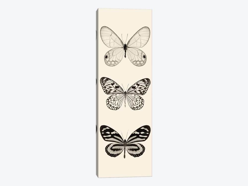Butterfly Panel II In B&W by Debra Van Swearingen 1-piece Art Print