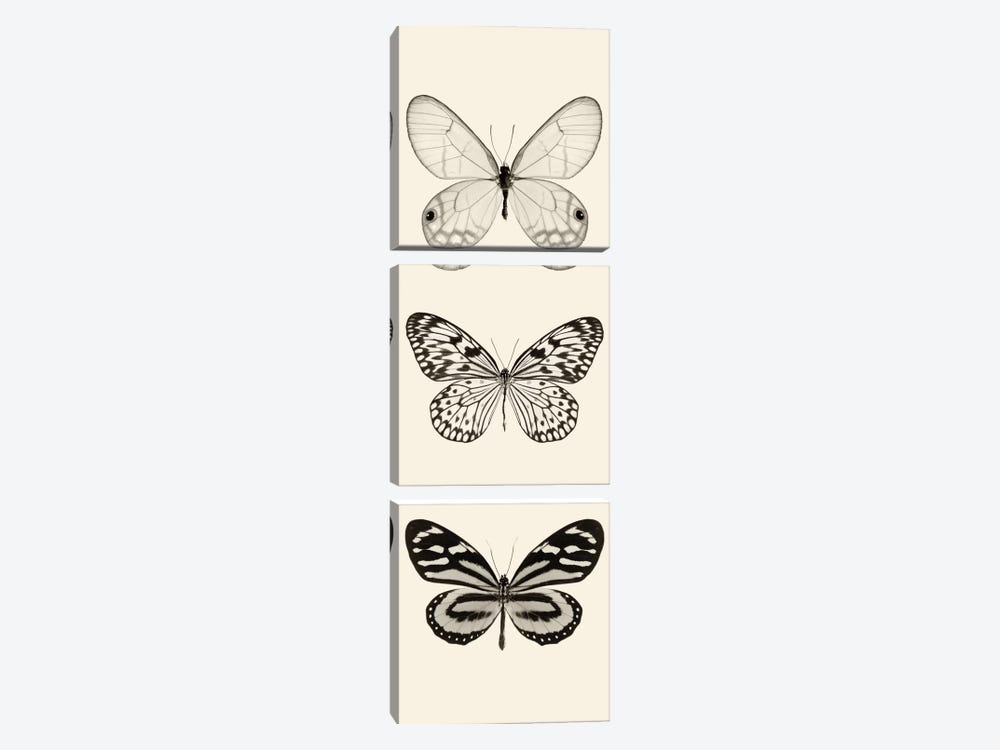 Butterfly Panel II In B&W by Debra Van Swearingen 3-piece Art Print