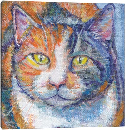 Juju Bee In Zoom Canvas Art Print - Calico Cat Art